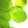 �ھʥ��ͥ륮���к���