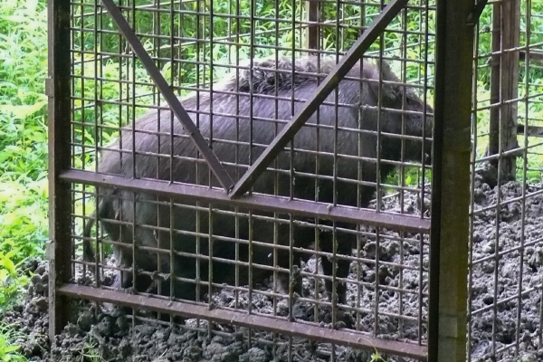 捕獲したイノシシ