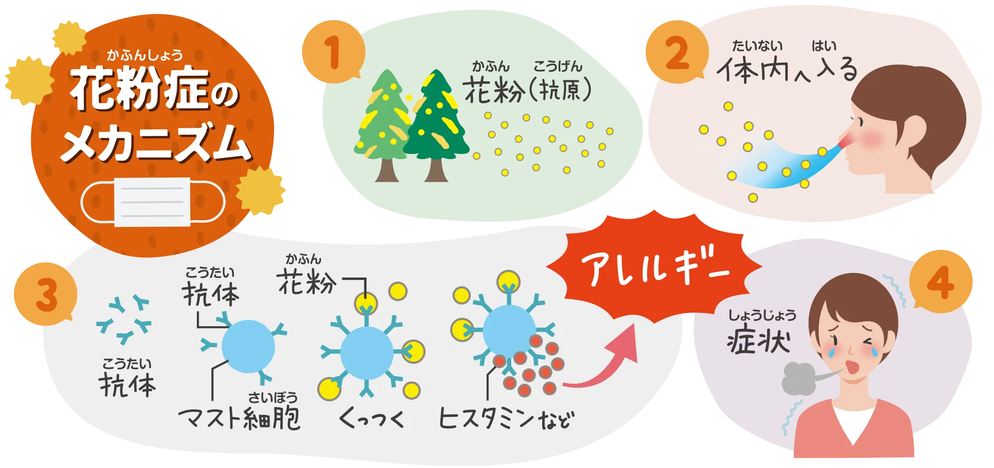 花粉症のメカニズムの図