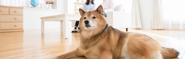 番犬がいれば空き巣は撃退できる？