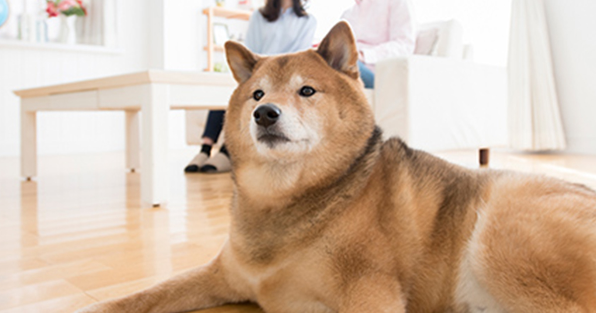 番犬に防犯効果はある?空き巣対策におすすめの犬種