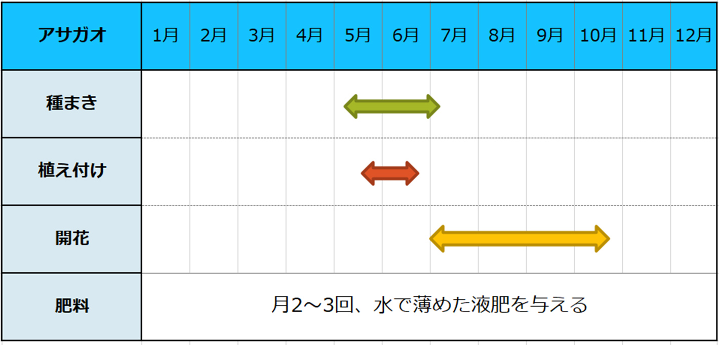 アサガオ種まきスケジュール