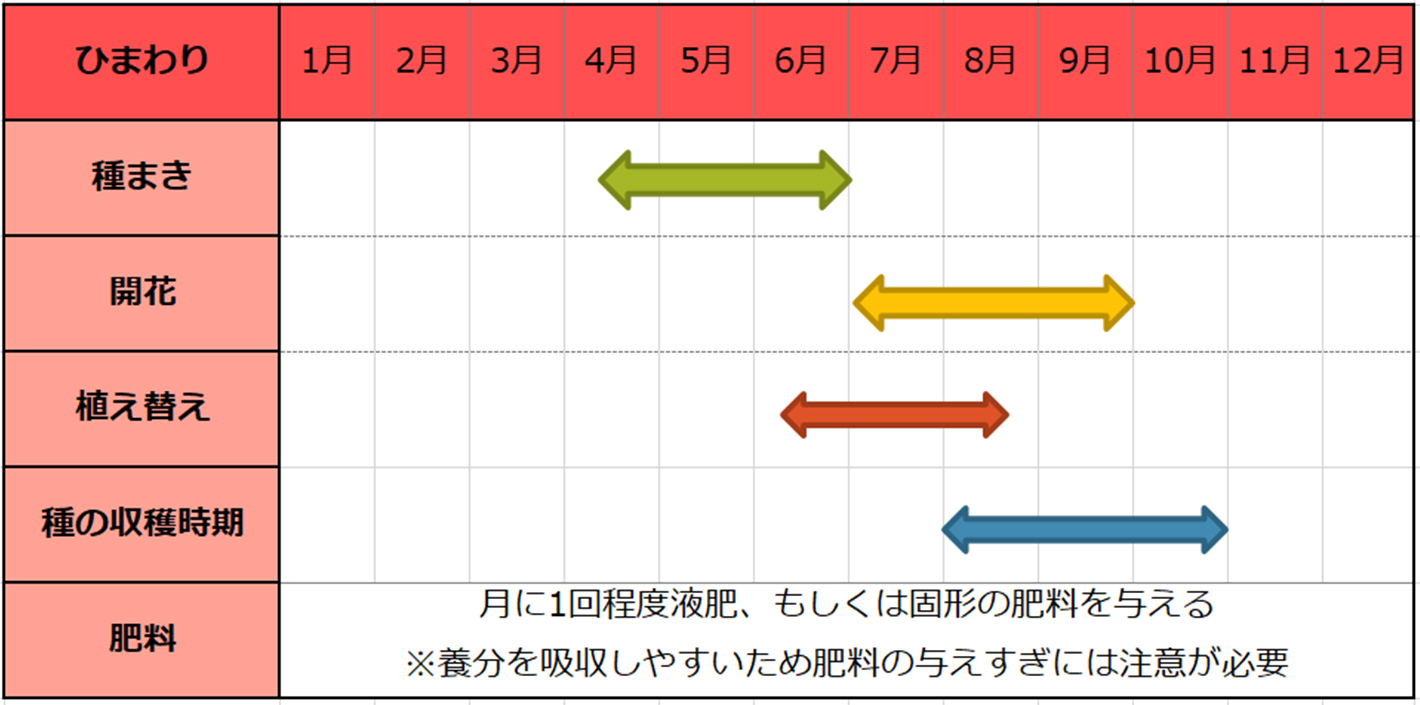 ヒマワリ種まきスケジュール