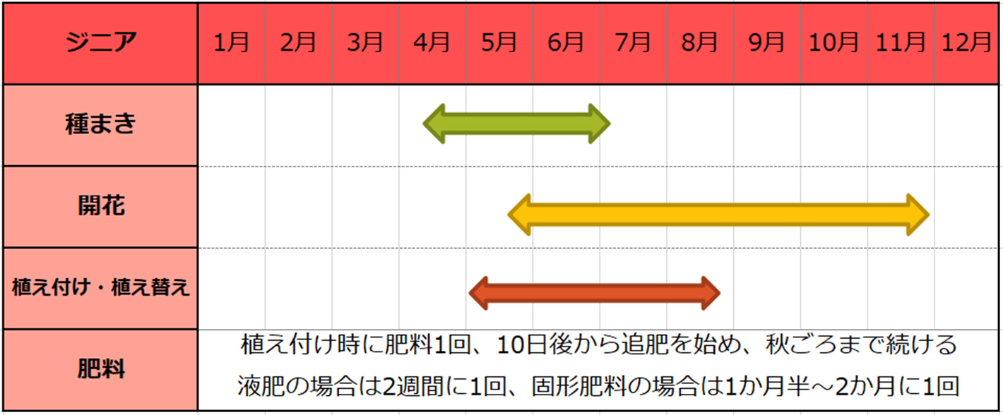 ジニア種まきスケジュール
