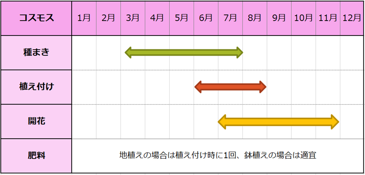 コスモス種まきスケジュール