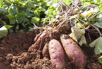 旬の野菜を育てよう 6月に植えたい家庭菜園に適した野菜5選 Home Alsok研究所 ホームセキュリティのalsok