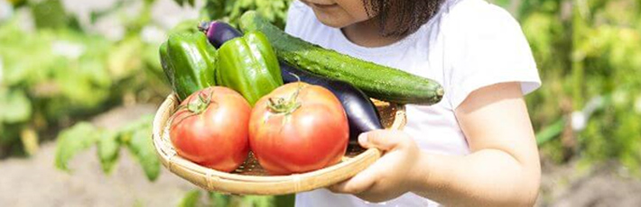 旬の野菜を育てよう！6月に植えたい家庭菜園に適した野菜5選