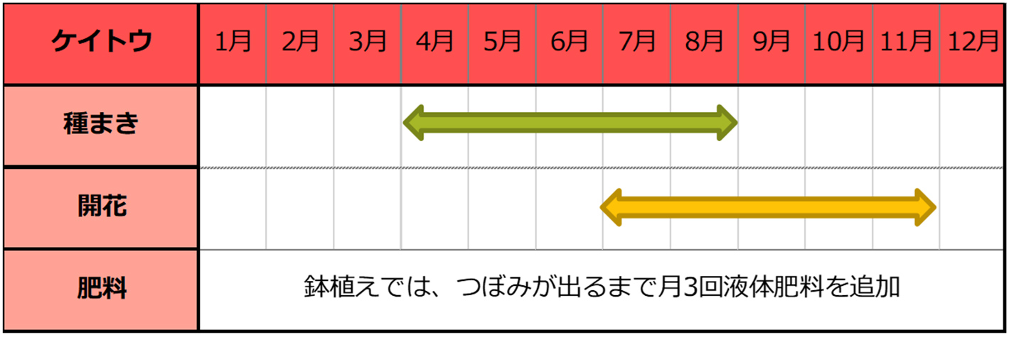 ケイトウ種まきスケジュール