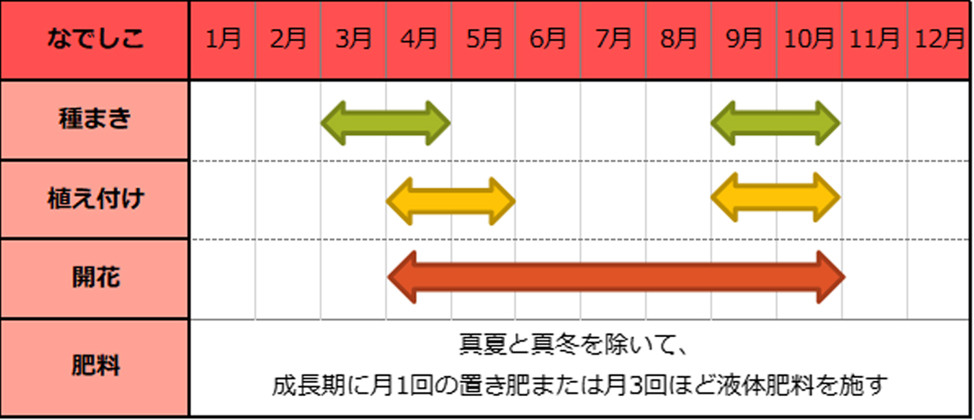 なでしこ(ダイアンサス)