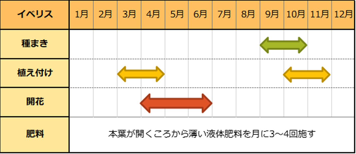 イベリス