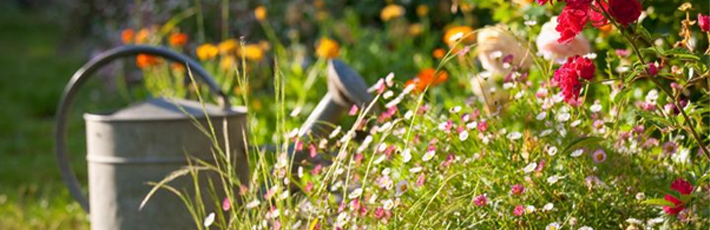 秋植えで春に咲く！10月の種まきにおすすめの花の種類