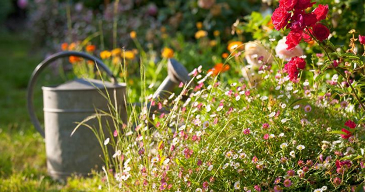 秋植えで春に咲く 10月の種まきにおすすめの花の種類 Home Alsok研究所 ホームセキュリティのalsok