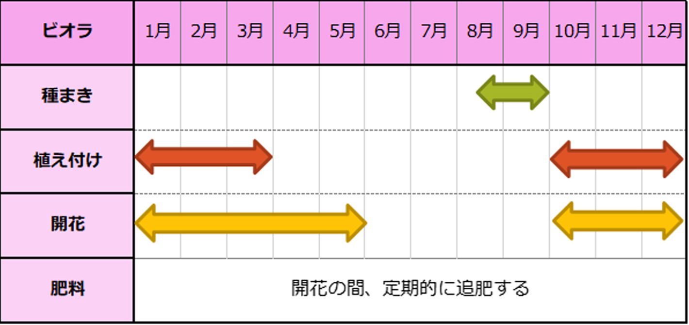 ビオラ