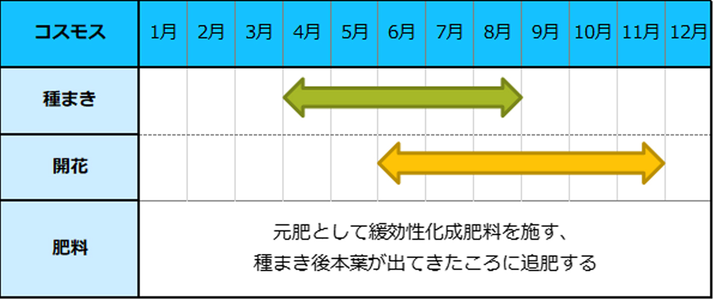 コスモス