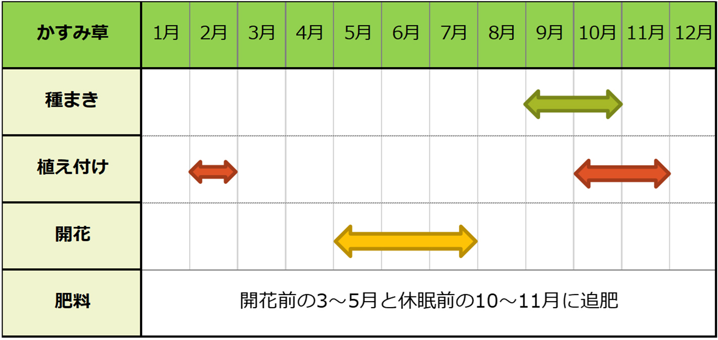 かすみ草種まきスケジュール