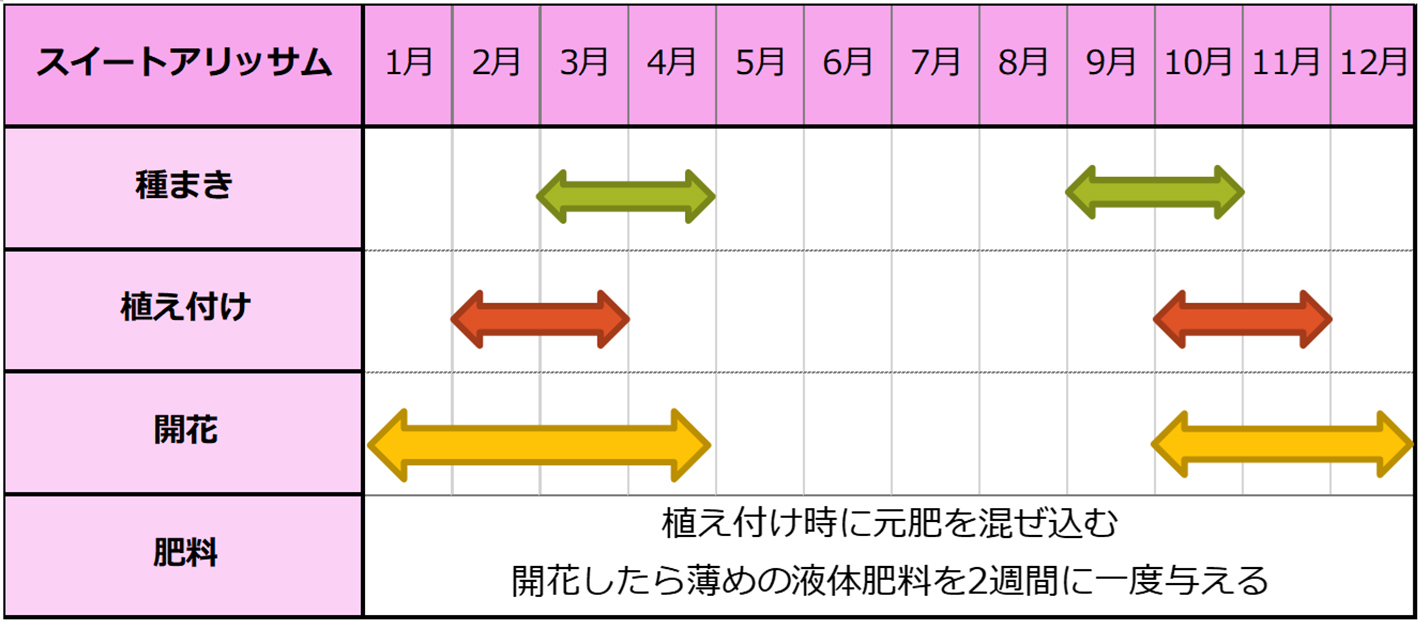 スイートアリッサム種まきスケジュール