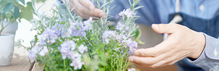 寒い冬でも元気に育つ！12月に植える花3選