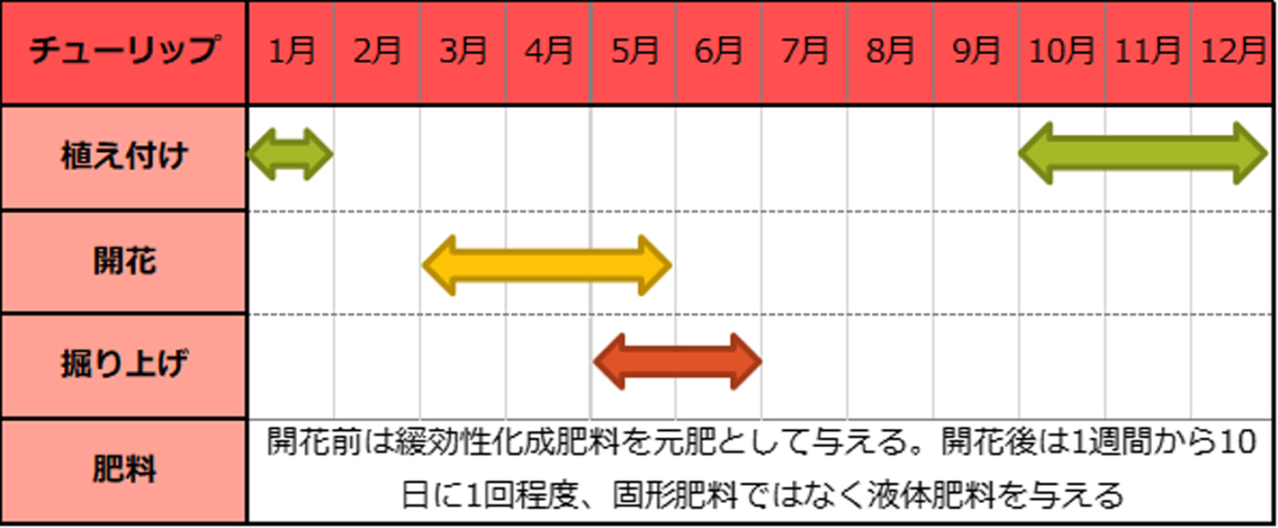 チューリップ