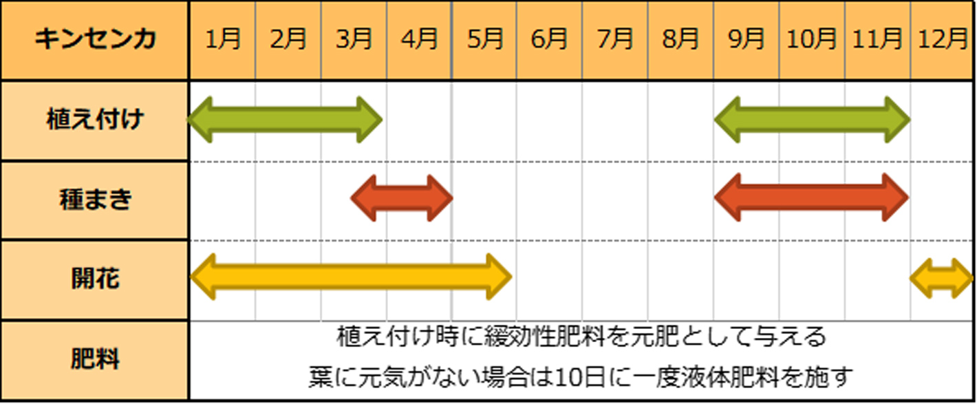 キンセンカ