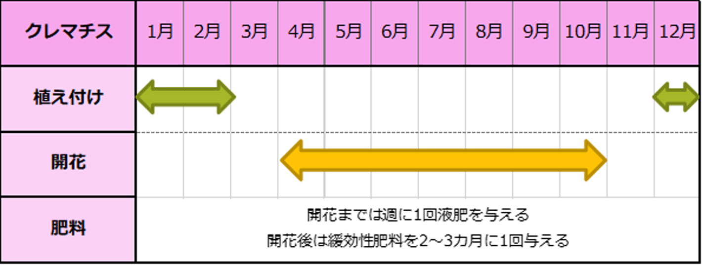 クレマチス