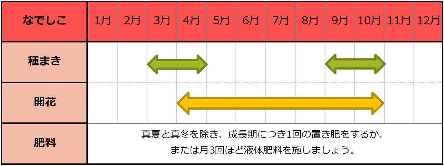 なでしこ（ダイアンサス）の種まきスケジュール