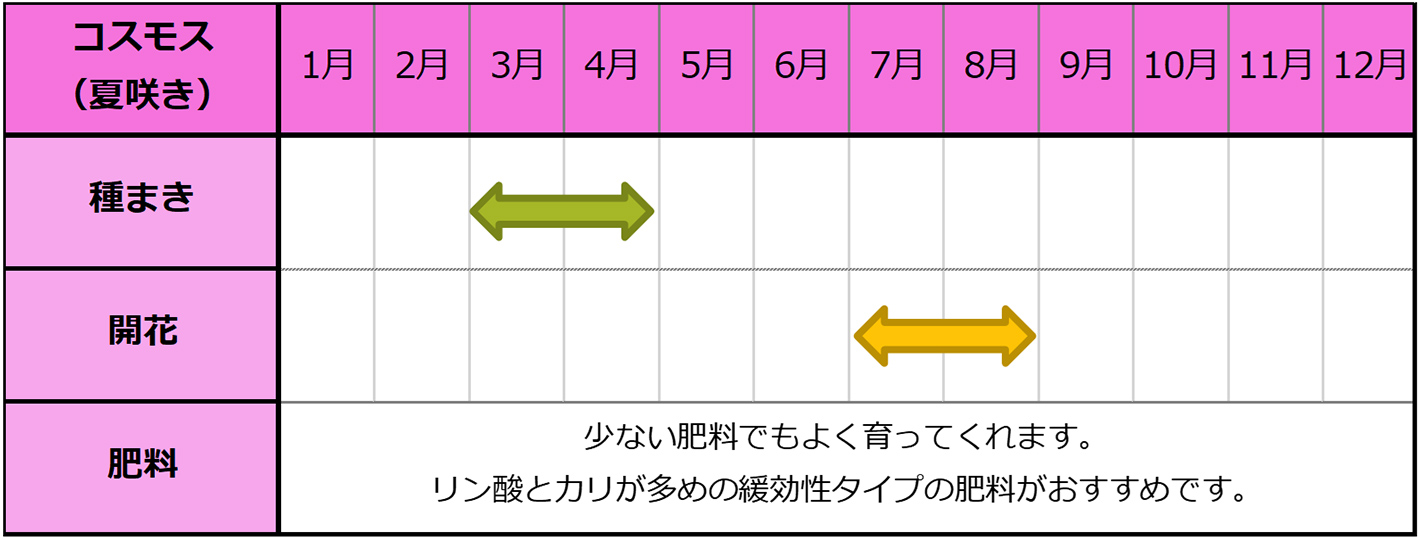 コスモスの種まきスケジュール