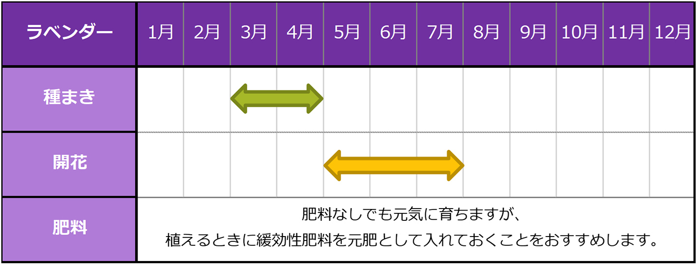 ラベンダーの種まきスケジュール