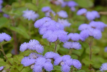 春は種まきからスタート 4月に植えるおすすめのお花は Home Alsok研究所 ホームセキュリティのalsok