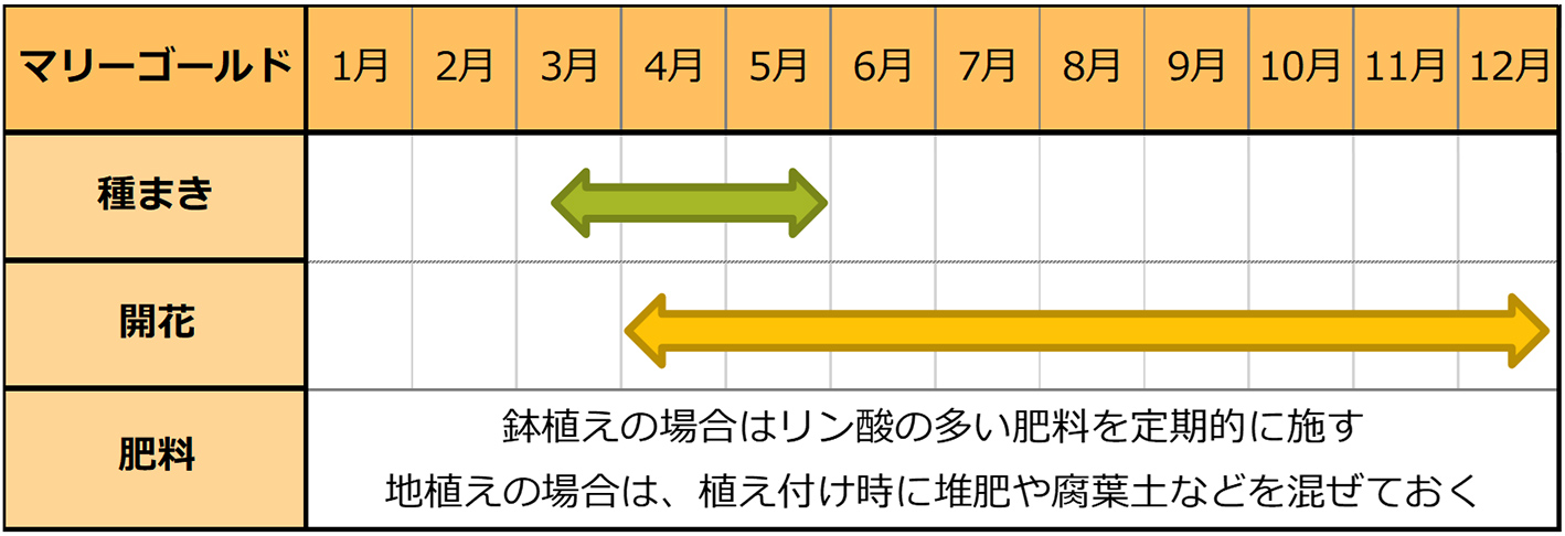 マリーゴールド種まきスケジュール