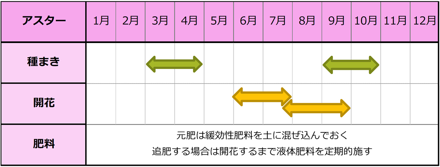 アスター種まきスケジュール