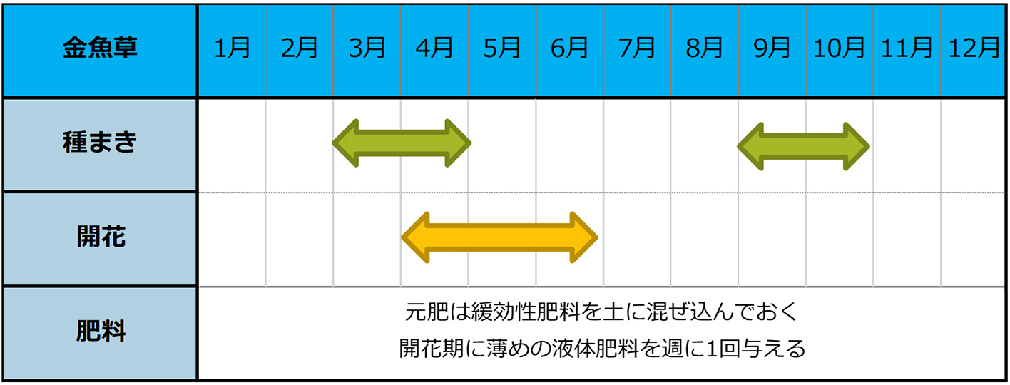 金魚草（キンギョソウ）種まきスケジュール
