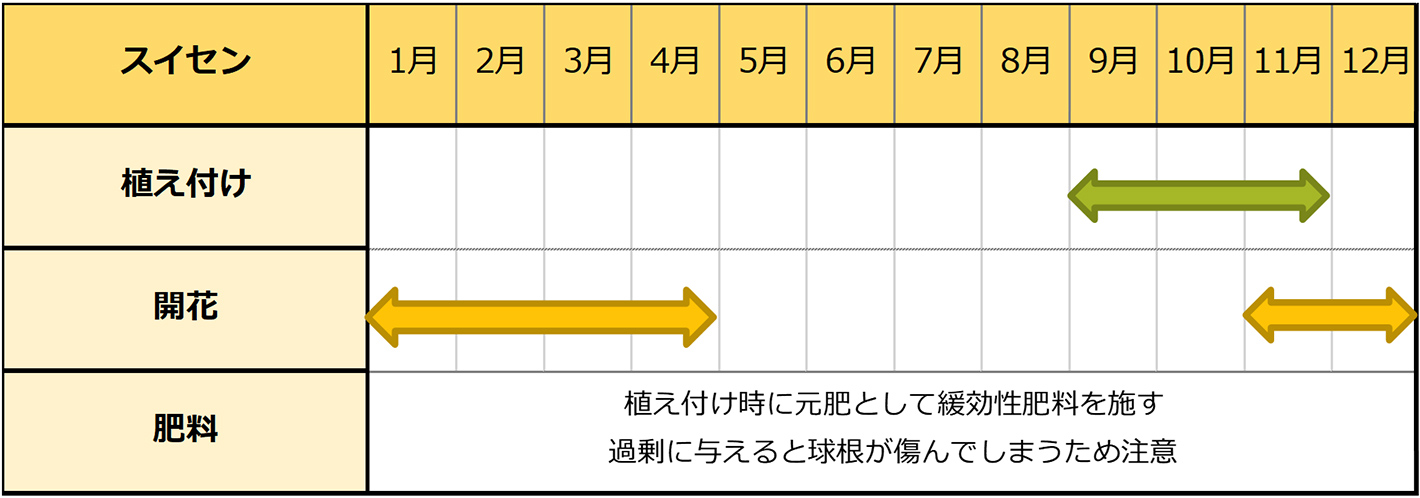 スイセン種まきスケジュール