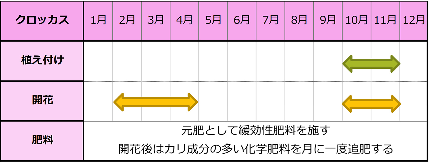 クロッカス種まきスケジュール