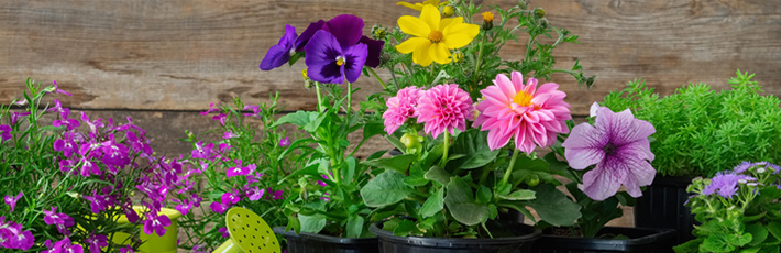 来る冬を乗り越える！11月に植えるのにおすすめの花