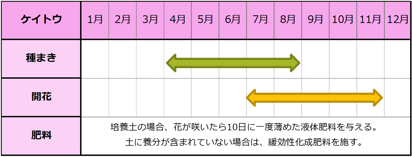 ケイトウの種まきスケジュール