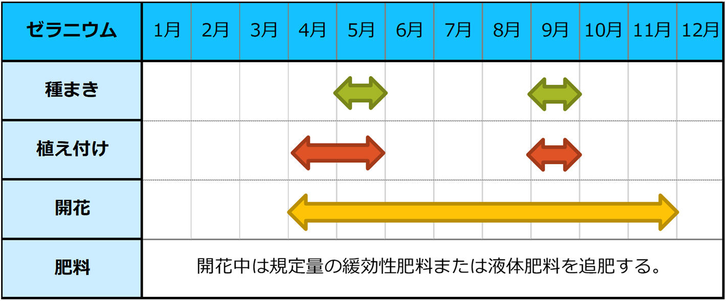 ゼラニウムの種まき・苗植えスケジュール