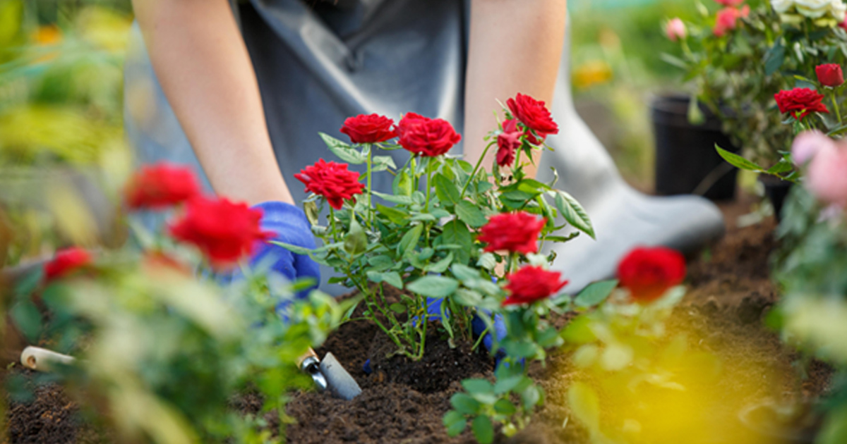 5月に植えるおすすめの花5選 ガーデニングを楽しむ季節 Home Alsok研究所 ホームセキュリティのalsok