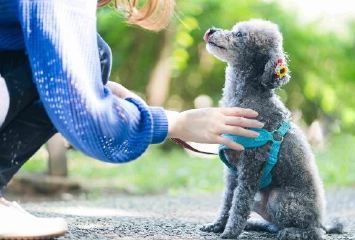 ペットの防災のために日頃から行っておきたいこと