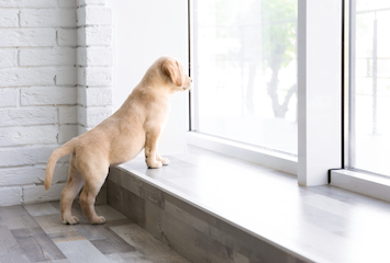 窓を見る飼い犬