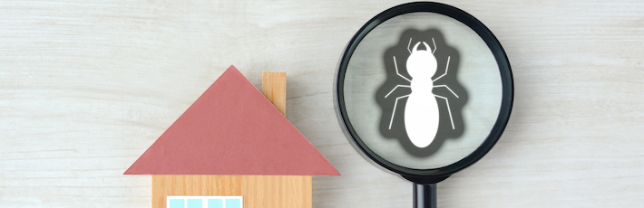 住宅とシロアリ問題のイメージ