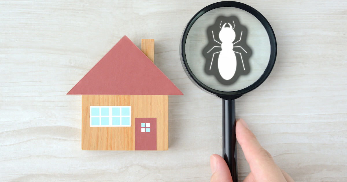 シロアリ予防は新築に必要？費用相場と効果的な対策法を解説